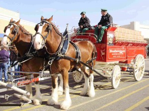 Bud Horses